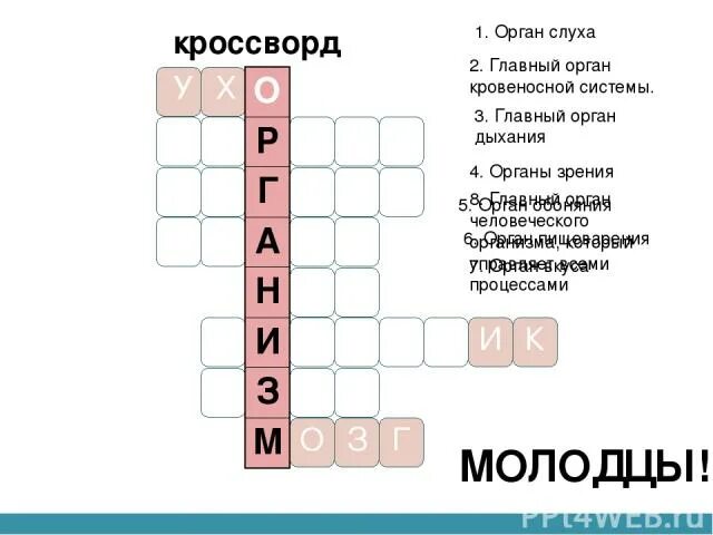 Кроссворд на слово организм. Кроссворд на тему органы человека. Кроссворд на тему органы. Кроссворд организм человека. Кроссворд на тему человеческие органы.