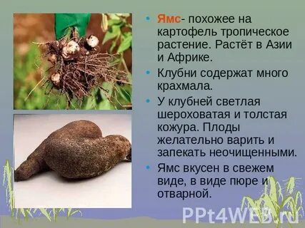 Клубни из тропиков 3 буквы