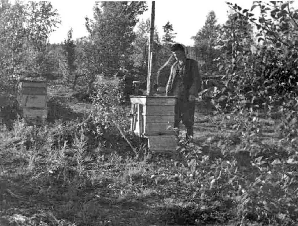 Совхоз индустрия апатиты история. Трактор большевик. Совхозе 1 мая ретро. Первый совхоз. Совхоз индустрия апатиты фото.