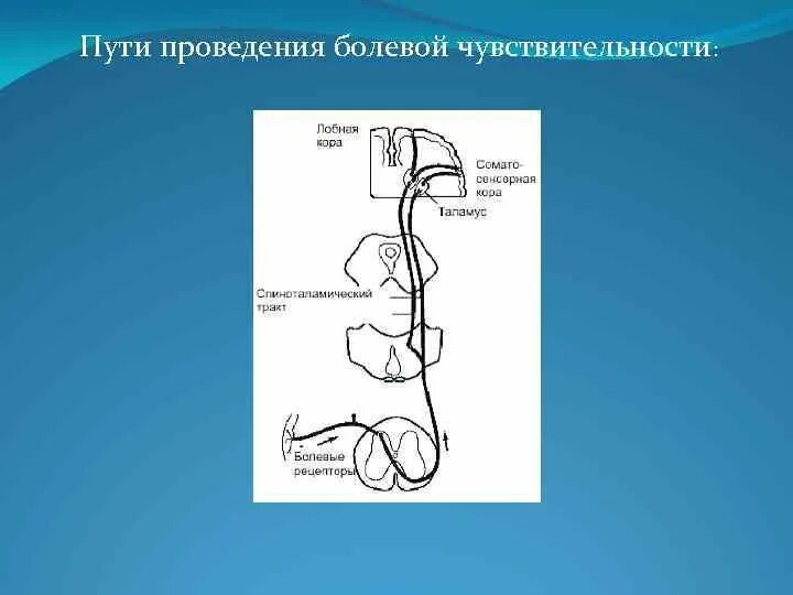 Спинно таламический путь. Схема проводящих путей болевой чувствительности. Латеральный спиноталамический тракт. Проводящий путь болевой и температурной чувствительности схема. Проводящие пути тактильной чувствительности схема.