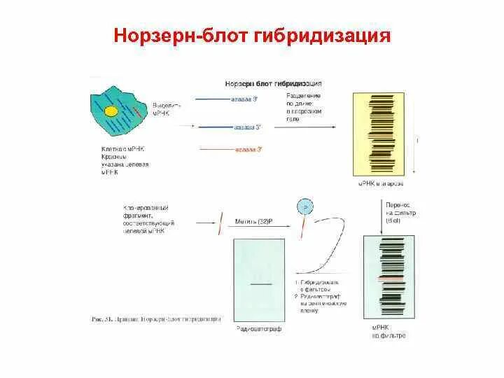 Методика блот-гибридизации по саузерну. Блот гибридизация. Блоттинг гибридизация. Метод блоттинга по саузерну. Вестерн блоттинг схема.