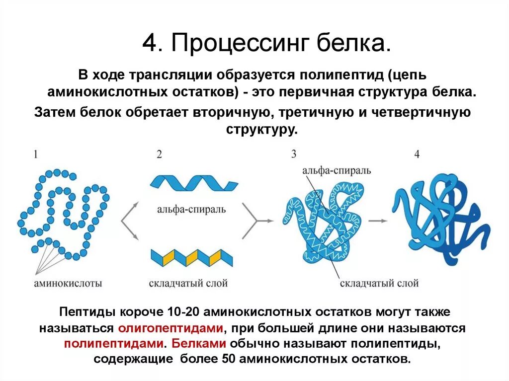 Этапы биосинтеза белка процессинг. Процессинг белка. Процесс образования белков. Образование структур белка. Процессинг синтез