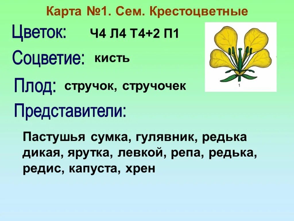 Ч4л4т4 2п1 формула какого цветка. Крестоцветные ч4л4т4+2п1. Формула редьки дикой. Формула цветка крестоцветных. Редька Дикая соцветие.