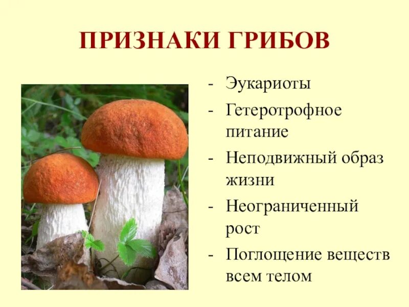 Многообразие и значение грибов 5 кл. Гетеротрофное питание грибов. Неограниченный рост у грибов. Грибы 5 класс. Характеристика грибов неограниченный рост активный образ жизни