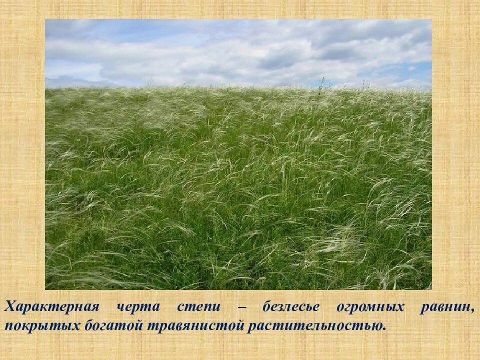 Степи 3 3 5. Представители степи. растения в сухих степях. травянистые равнины растительность. жители степи.