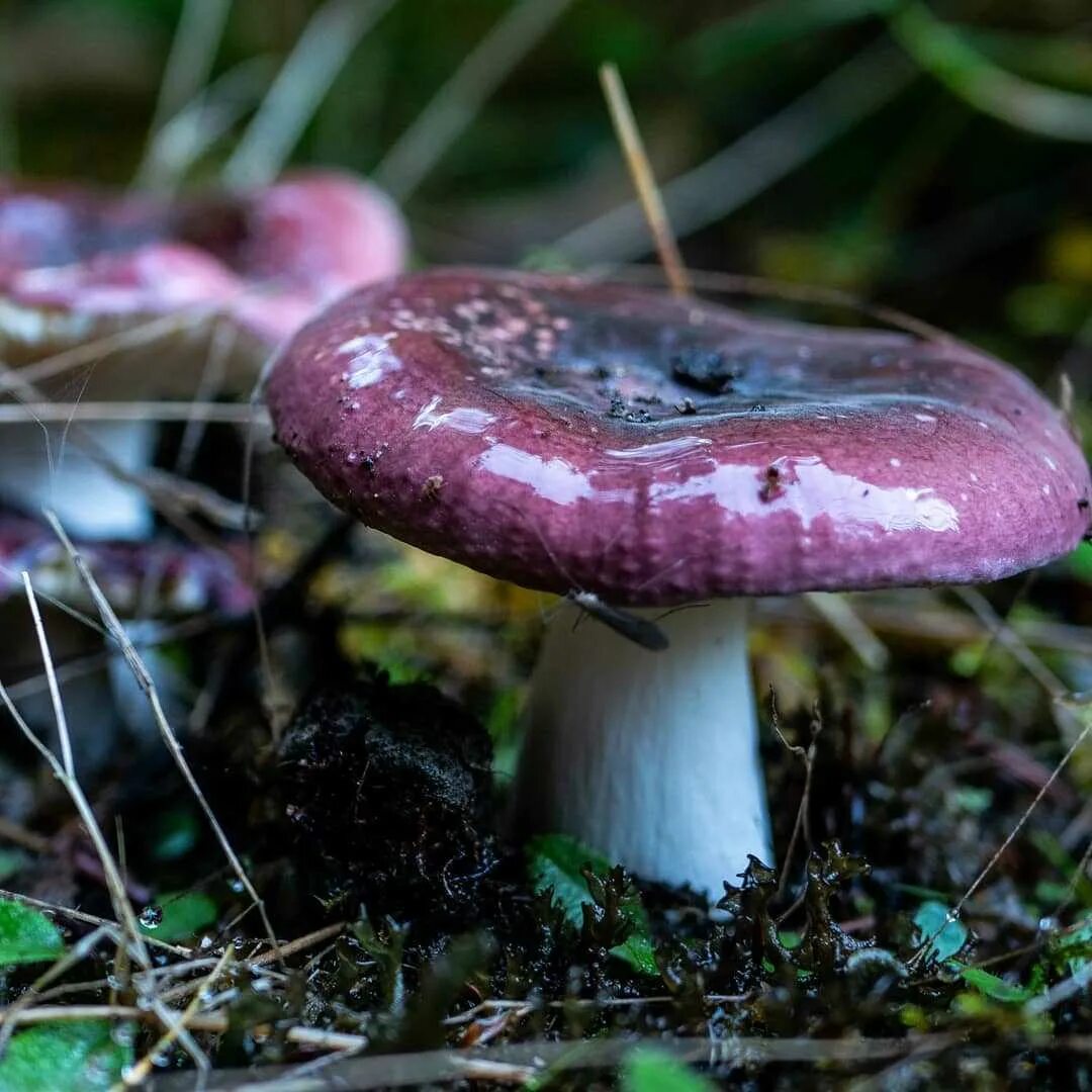 Есть гриб сыроежка. Сыроежка Чешуйчатая (Russula virescens). Сыроежка жгучеедкая (Russula emetica). Сыроежка Гороховик. Сыроежка разнолистная.