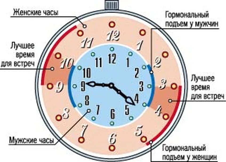 Часы активности мужчин и женщин. Биоритмы мужчины и женщины. Часы активности человека. Часы половой активности.