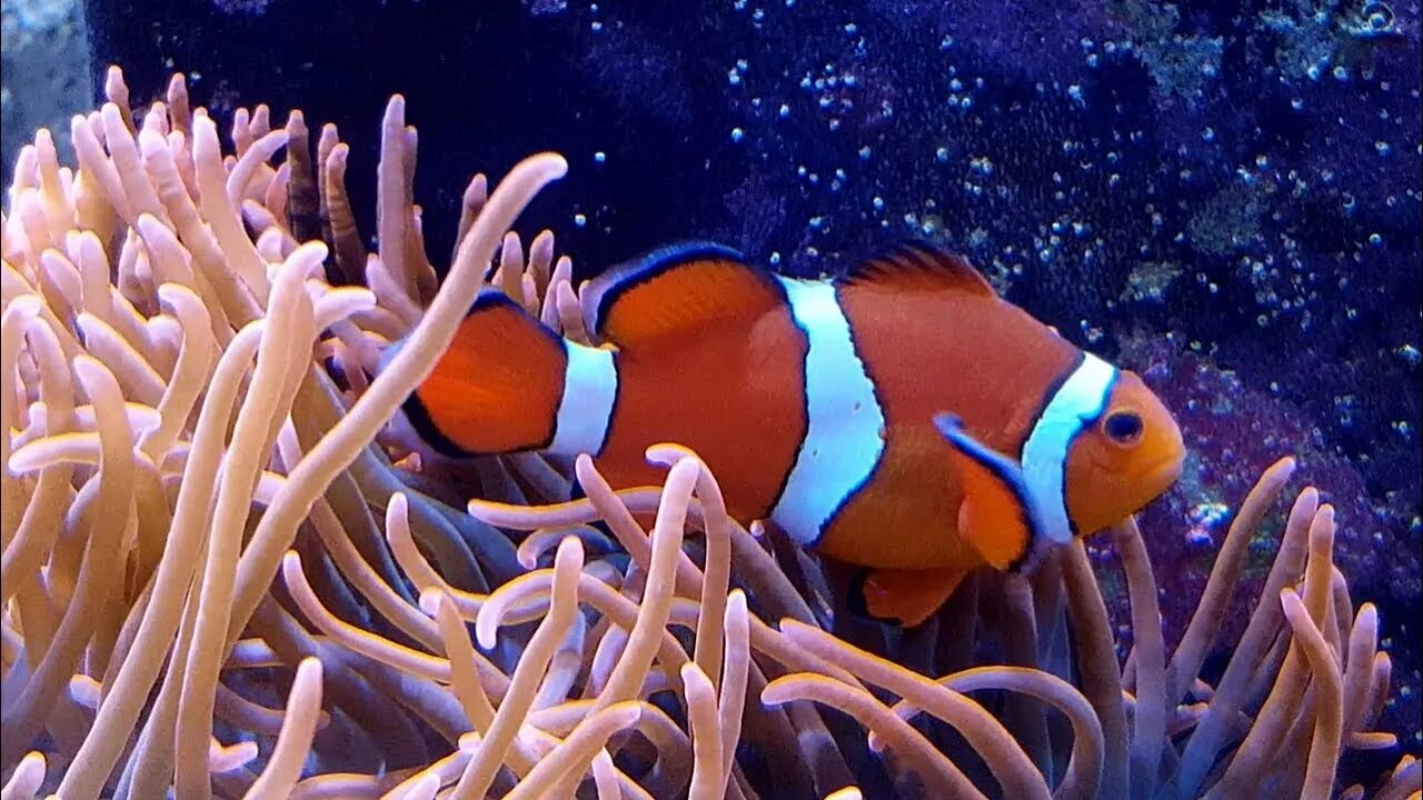 Друг рыбы клоуна. Амфиприон оцеллярис. Рыба клоун оцеллярис. Амфиприон-клоун рыба клоун. Красное море амфиприон рыба.