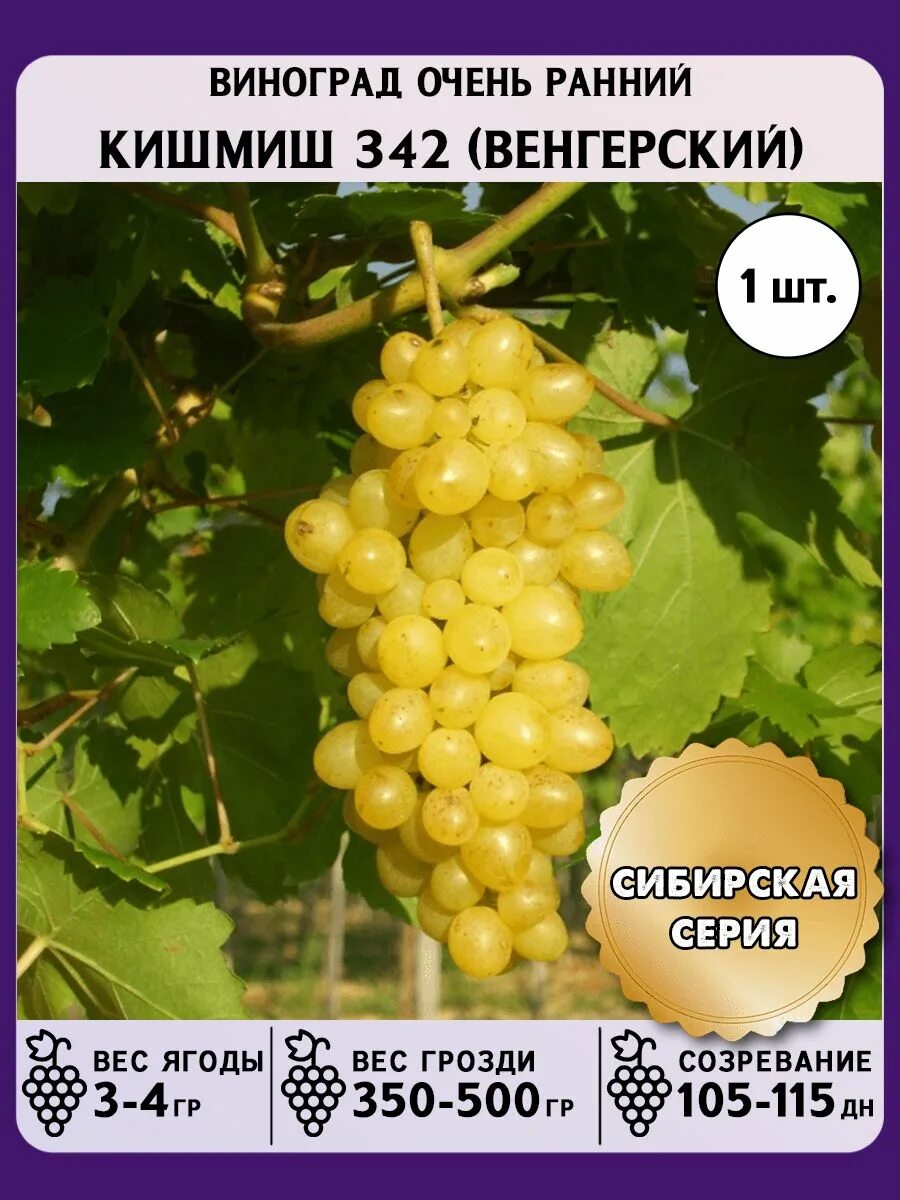 Кишмиш венгерский 342. Венгерский 342. Кишмиш венгерский. Виноград плодовый кишмиш 342. Белый кишмиш сорта винограда.
