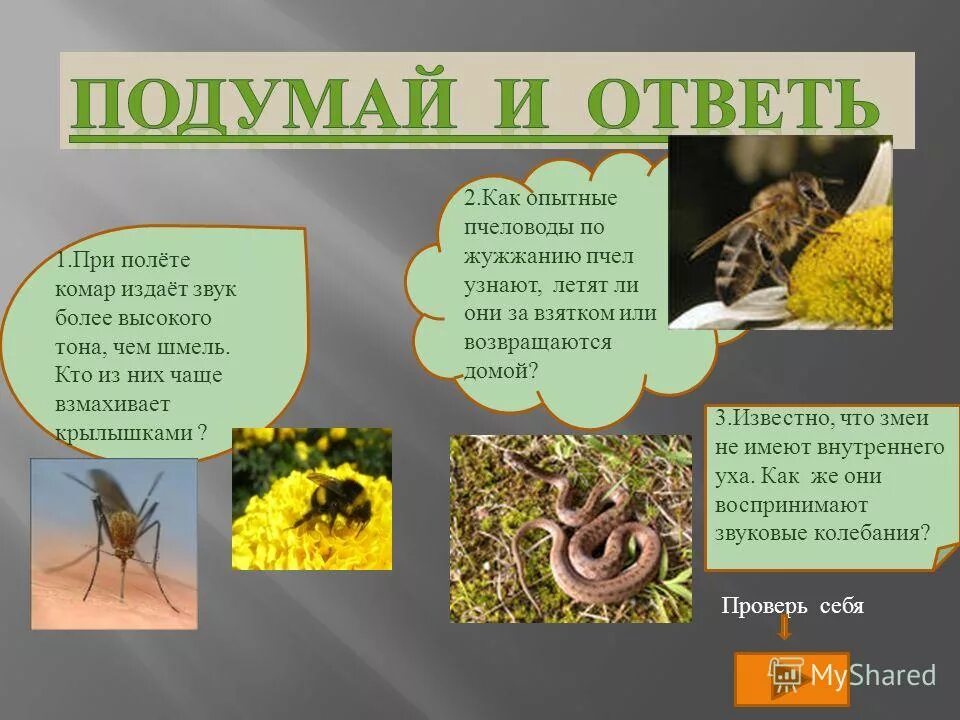 Какой звук издает комар. Лев какой звук издает комар. Какой звук издает комар. Какой звук издает комар. Шмель жужжит.