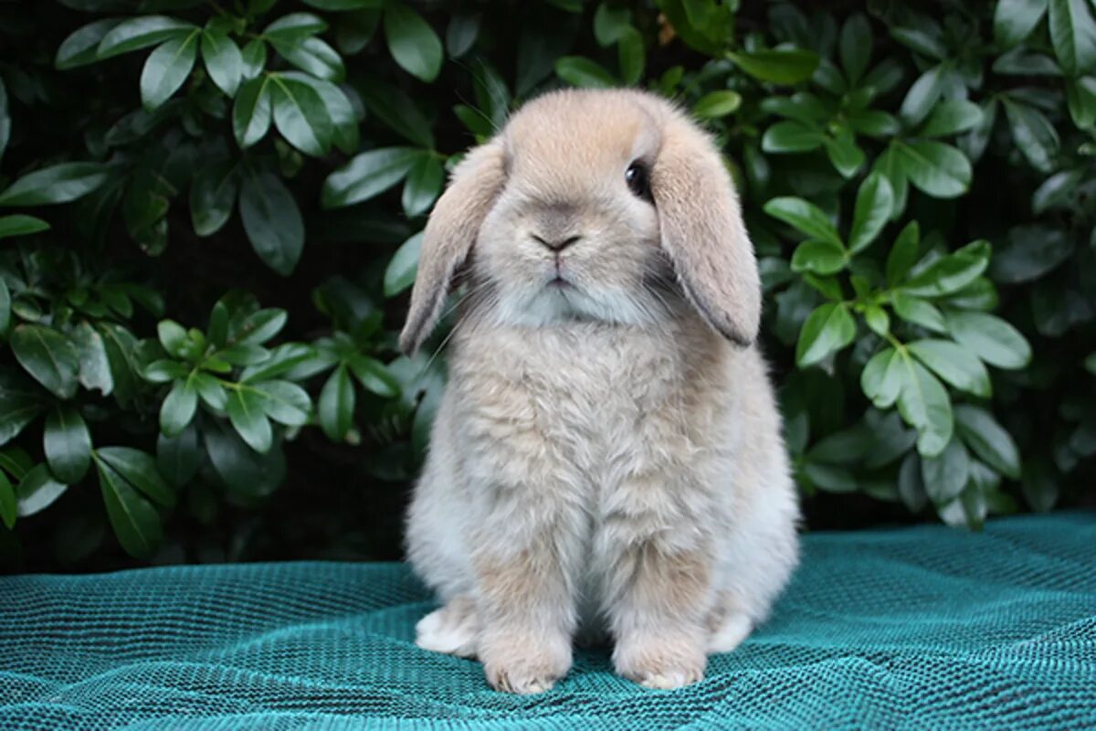 Well rabbit. Well rabbit