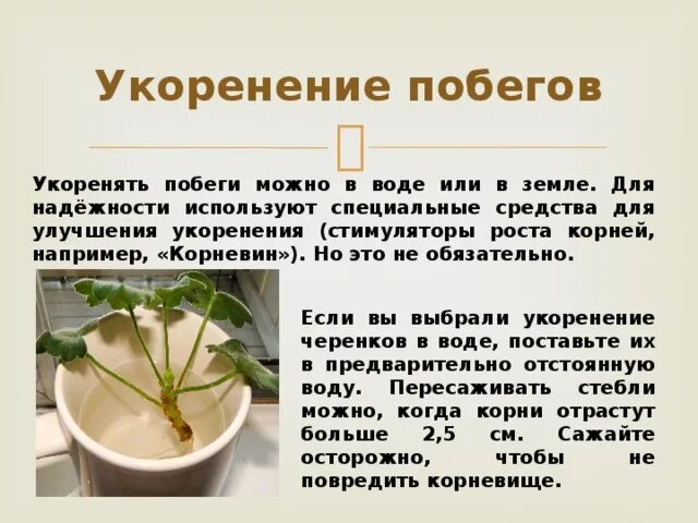 Укоренение пеларгонии в воде. Схема укоренения пеларгонии. черенкование пеларгонии схема. герань вывод. стимулятор роста герани.