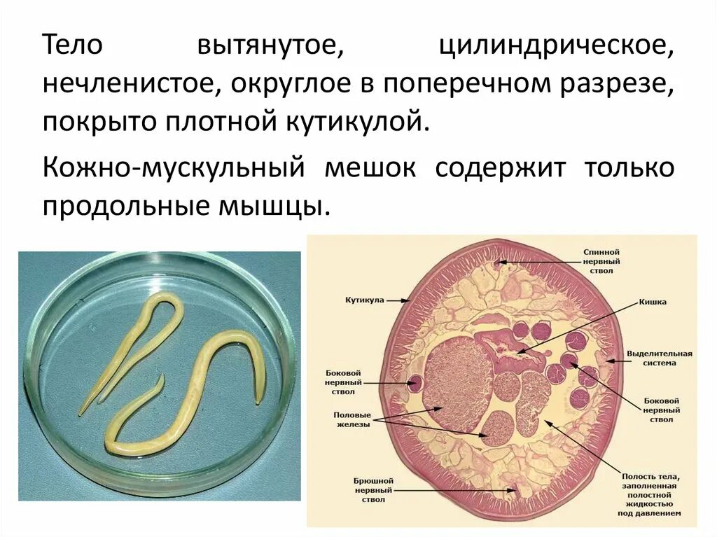 Тело нечленистое округлое