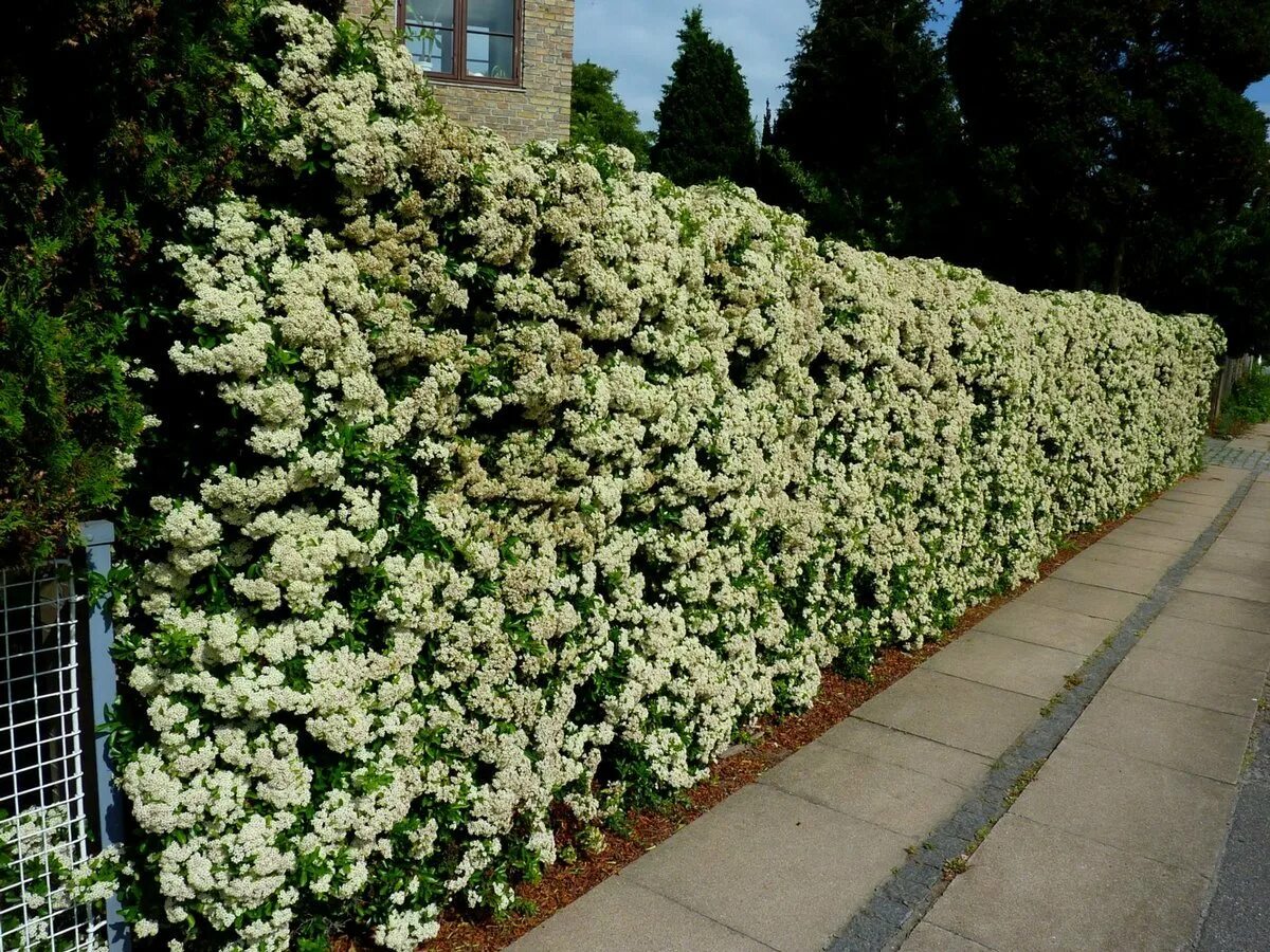 Спирея серая grefsheim. Спирея изгородь. Спирея широбана бордюр. Спирея изгородь. Спирея вангутта изгородь.