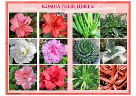 Цвету форум