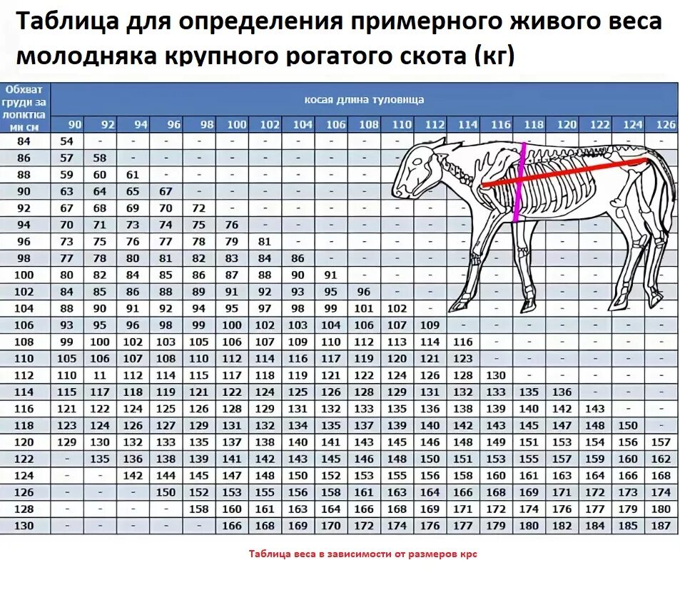 В таблице представлен вес различных животных. Таблица измерения веса молодняка крс. таблица для определения примерного живого веса теленка. таблица крс живой вес. таблица измерения живого веса крс.