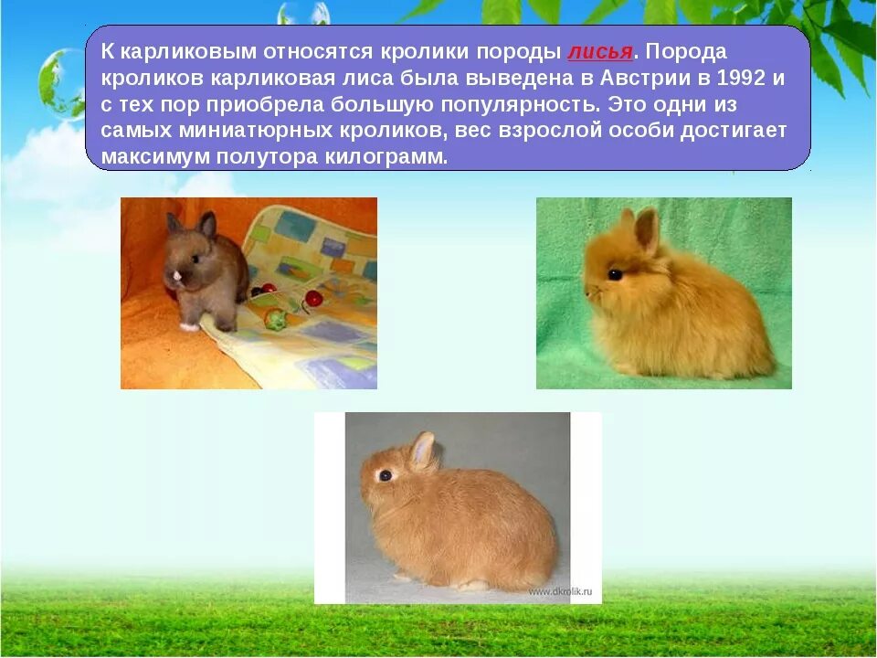 К каким животным относятся кролики. Породы домашних кроликов названия. Кролик для презентации. Информация о декоративных кроликах. Информация о кроликах домашних.