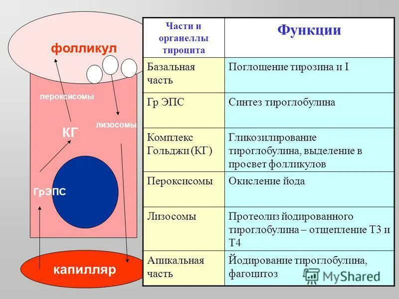 Фолликул тироцита