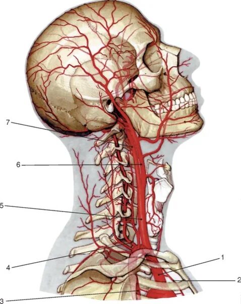 Анатомия сосудов головы. Сонная артерия анатомия. Позвоночная артерия анатомия атлас. Внутренняя Сонная артерия атлас Неттера. Наружная Сонная артерия кровоснабжает.