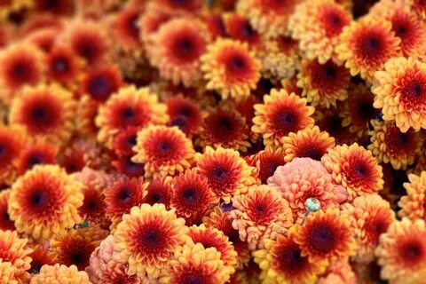 Fall flowers