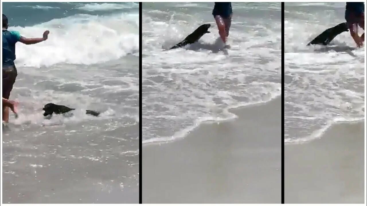 Морской нападение. Тюлень напал на человека. Нападение морского котика на человека. Морские котики нападают. Нападение нерпы на человека.