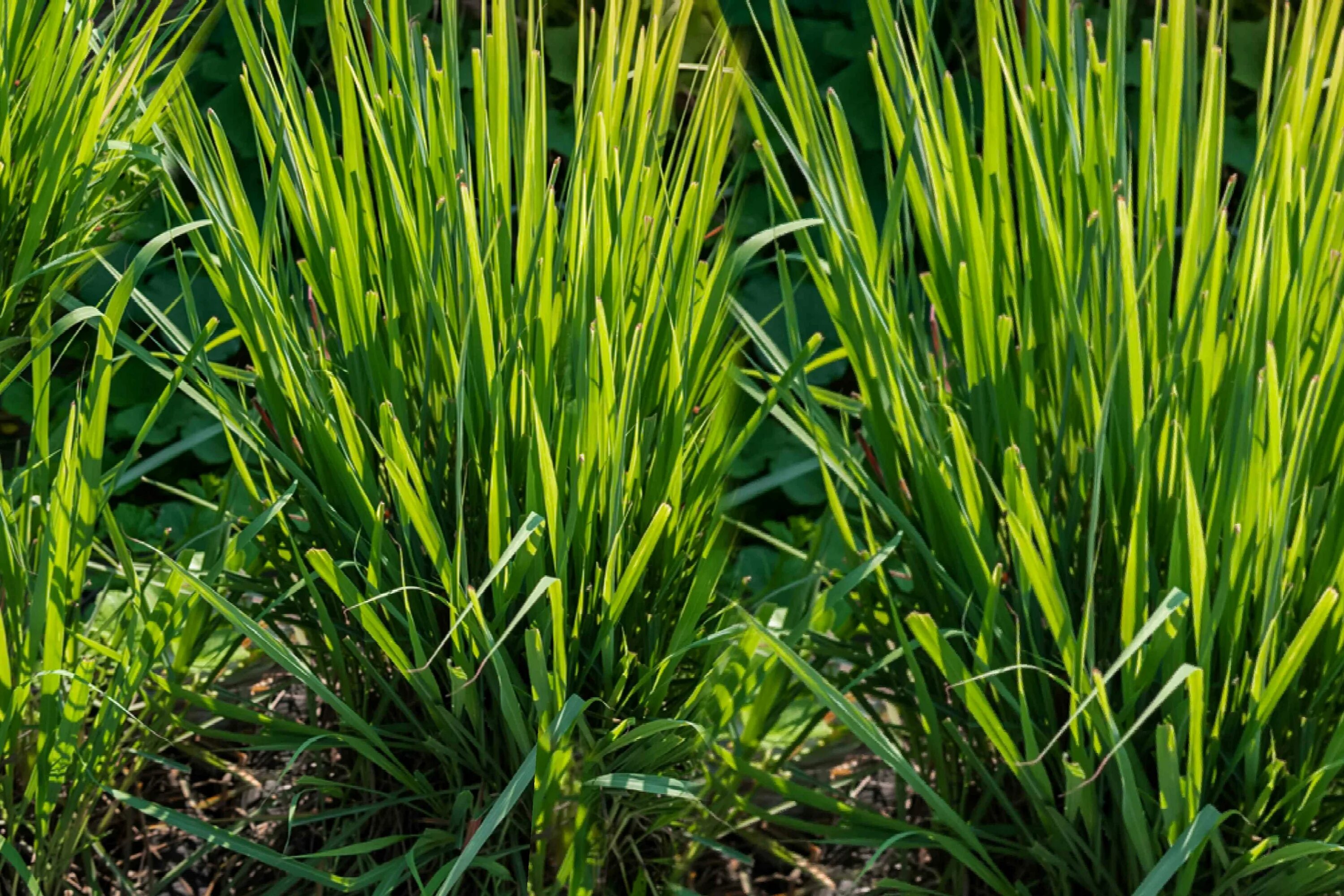 Cymbopogon citratus. Лемонграсс цветет. Лемонграсс цветение. Лемонграсс волокна. Цимбопогон