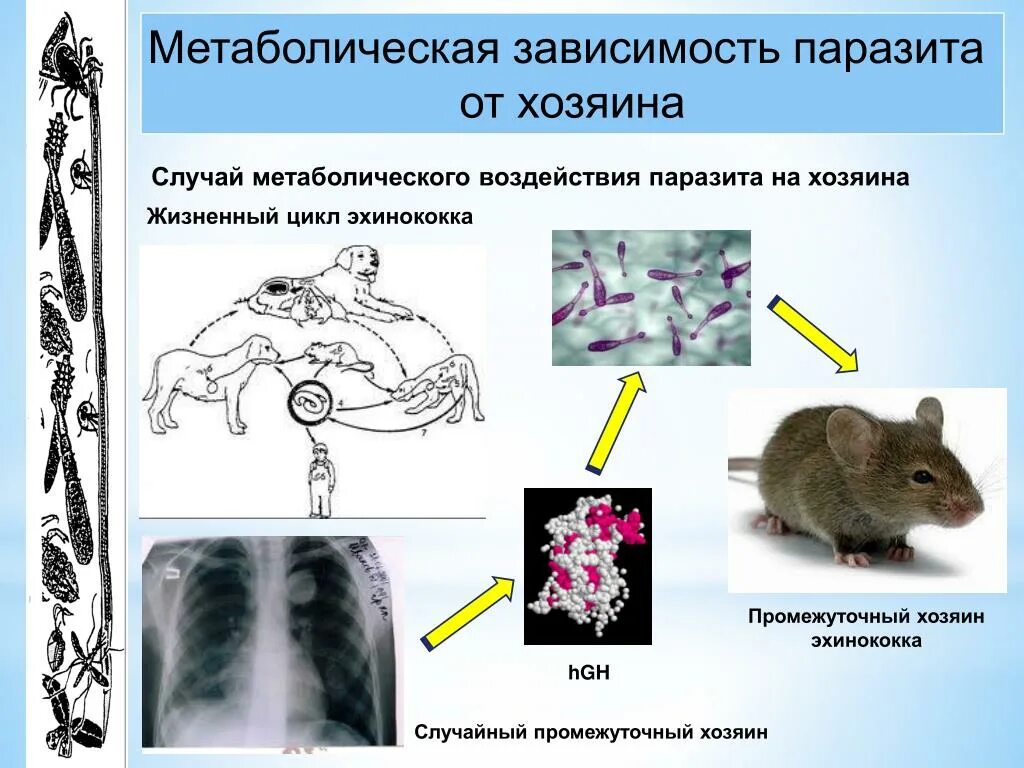 Отношения паразита и хозяина ответ. Паразит хозяин. Примеры паразитизма в биологии. Отношения паразит хозяин примеры. Взаимоотношения паразитов.