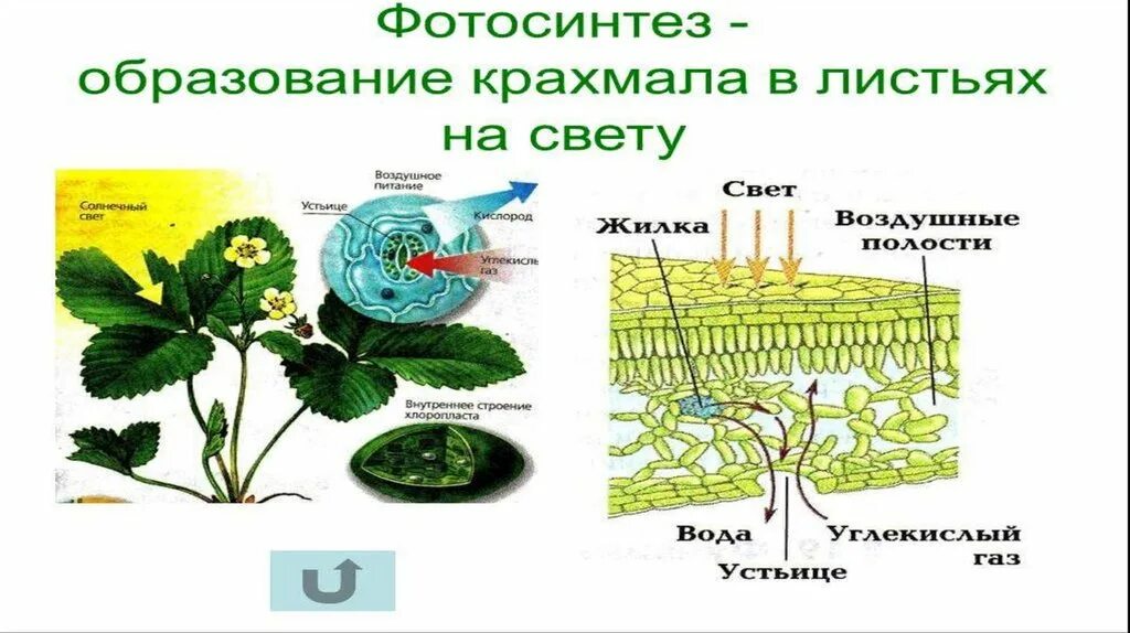 Путь фотосинтеза в воде. Строение фотосинтеза. Фотосинтез это в биологии. Фотосинтез схема. Фотосинтез растений.