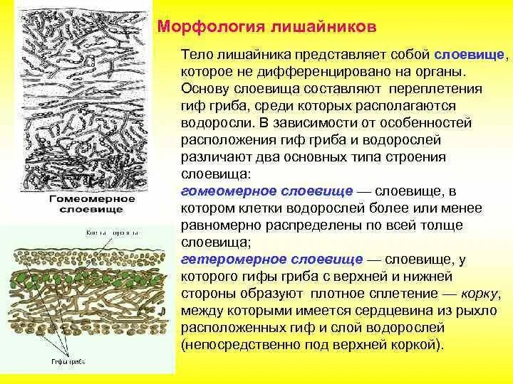 Какое тело лишайника. Гомеомерное строение слоевища лишайника:. Морфология тела лишайника. Тело лишайника представляет собой слоевище. Тело лишайника представляет собой.