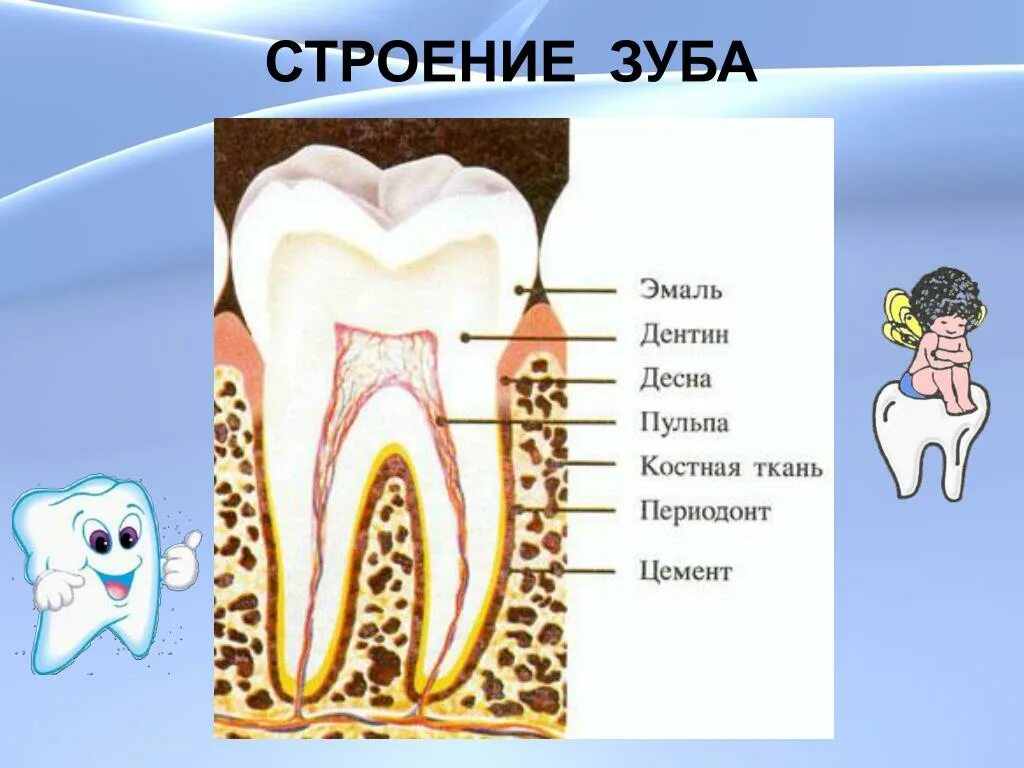 Зубы и их альвеолы
