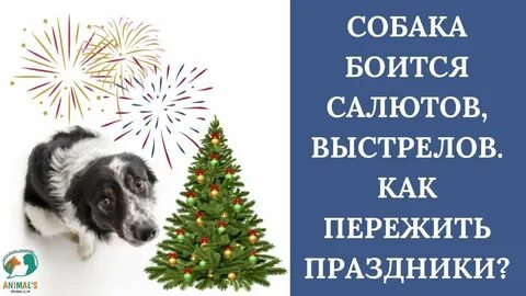 Собака боится фейерверков