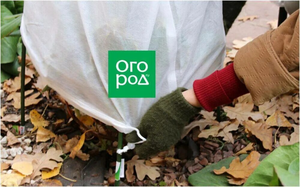 Как защитить деревья цветущие от мороза