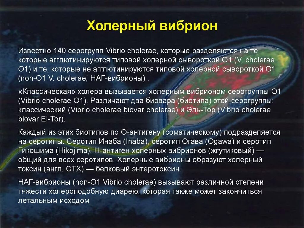 Известно что холерный вибрион вид подвижных. Холерный вибрион среда обитания. Место обитания холерного вибриона. Холерный вибрион для презентации. Основные места локализации холерного вибриона.