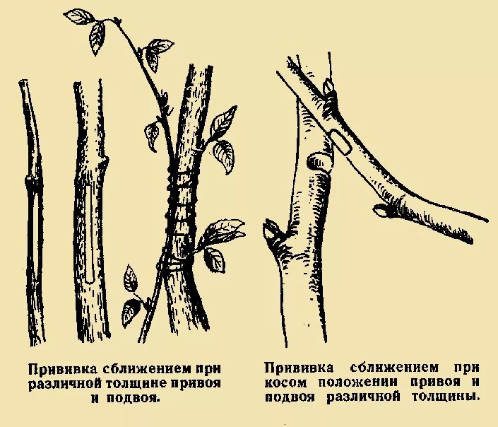 Размножение плодовых деревьев прививками. Прививка подвой привой. метод ментора привой и подвой. размножение прививкой аблактировка. прививка яблони метод ментора.