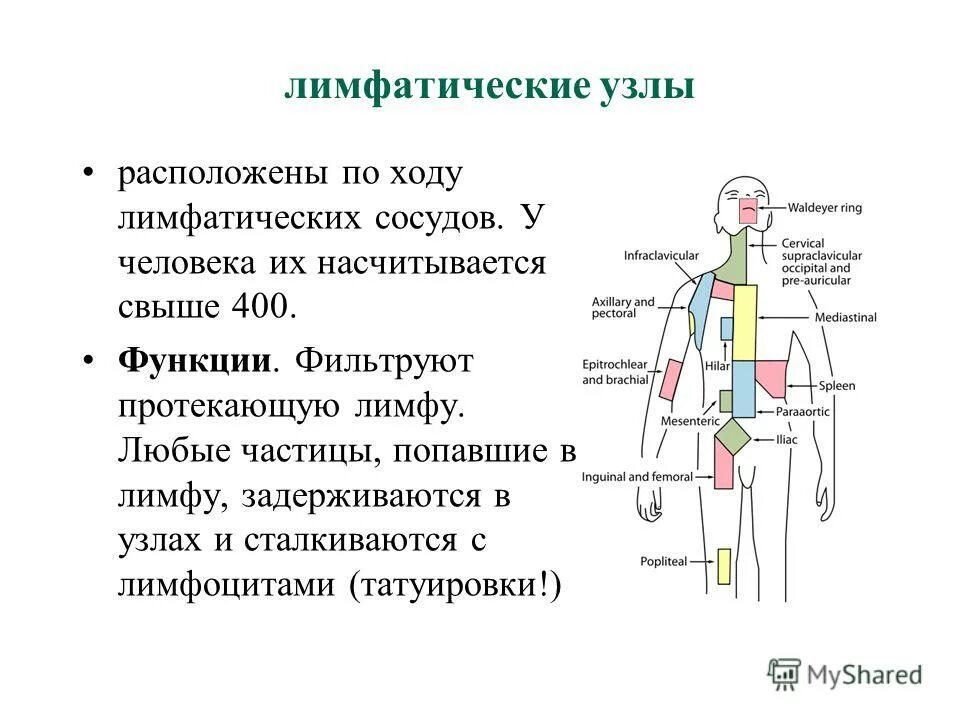 Классификация лимфатических. Периферические лимфатические узлы схема. Типы лимфоузлов. Оценка периферических лимфатических узлов. Локализация лимфатических узлов анатомия.