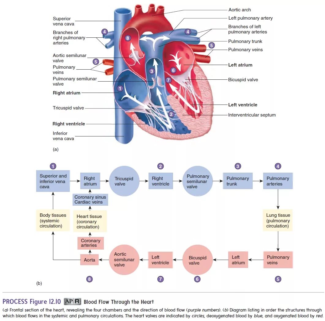 Been in circulation. Blood circulation through the heart. the structure of the circulatory system. heart blood flow. легочная артерия какая кровь.