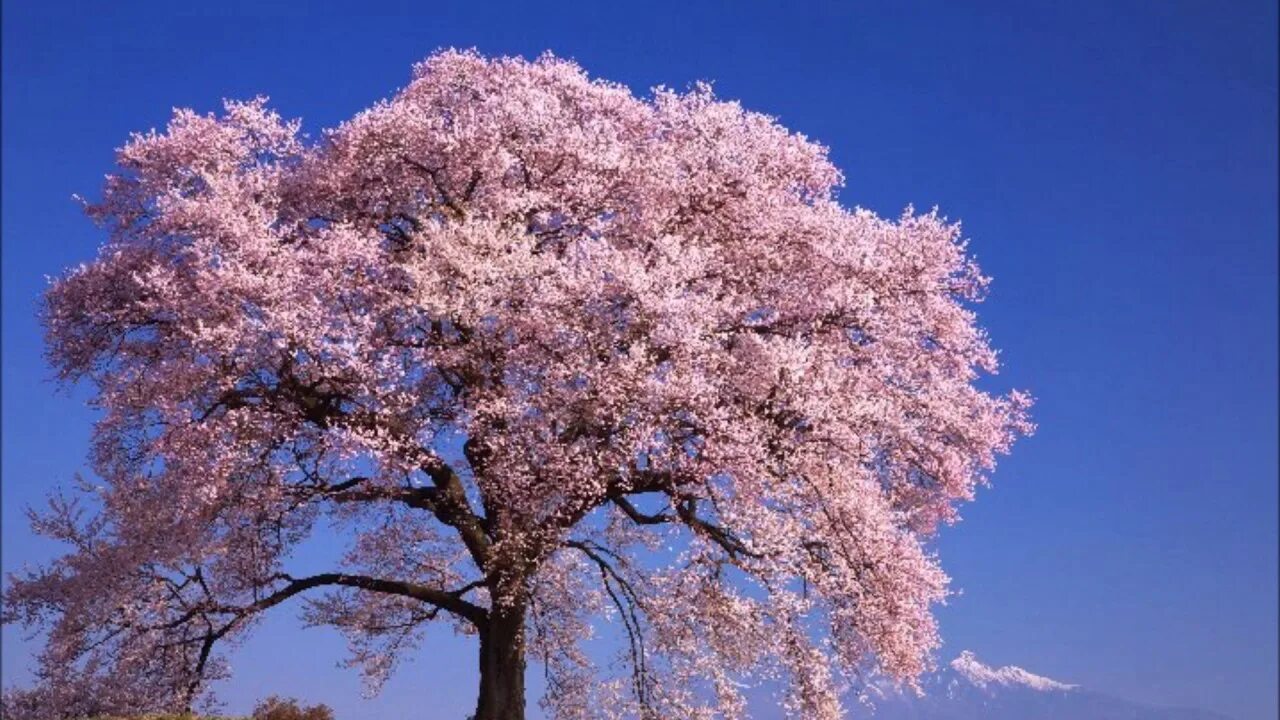 Сакура сидарезакура. Японская Сапура дерево. Цветущее дерево. Деревья в цвету.