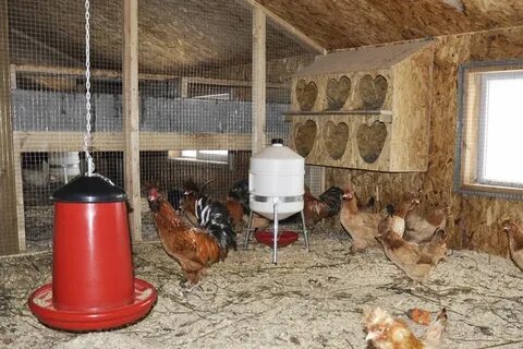 Освещение в курятнике для несушек какое