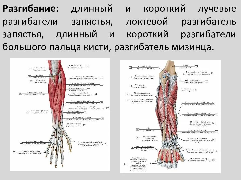 Мышцы разгибатели запястья. Длинный и короткий лучевой разгибатель запястья. короткий лучевой разгибатель запястья функции. длинный лучевой разгибатель запястья анатомия. короткий лучевой сгибатель запястья.