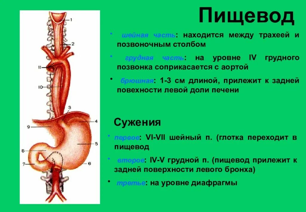 Спереди шейной части пищевода находится. Анатомические сужения пищевода анатомия. Спереди от пищевода располагается. Границы шейной части пищевода. Нижнее расширение пищевода