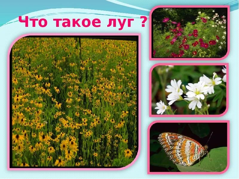 В каком городе есть луг. Луг. луг и его обитатели. луг информация. презентация на тему луг.