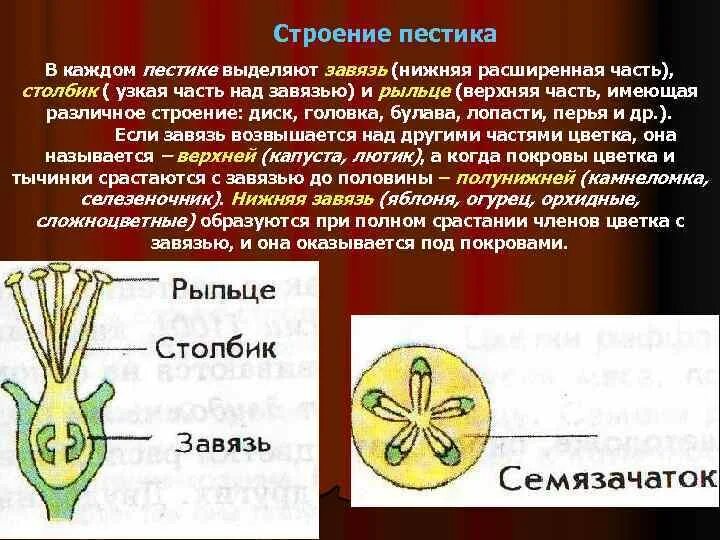 Рыльце столбик и завязь. Из чего состоит завязь пестика. Какие функции выполняет пестик. Строение пестика завязь столбик рыльце. Строение пестика и тычинки.
