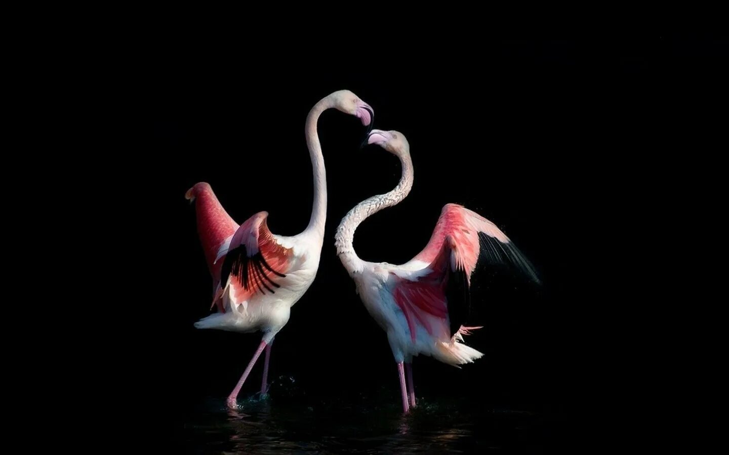 Фламинго танцует. Птицы на темном фоне. Фламинго на черном фоне. Фламинго птица. Птичка на черном фоне.