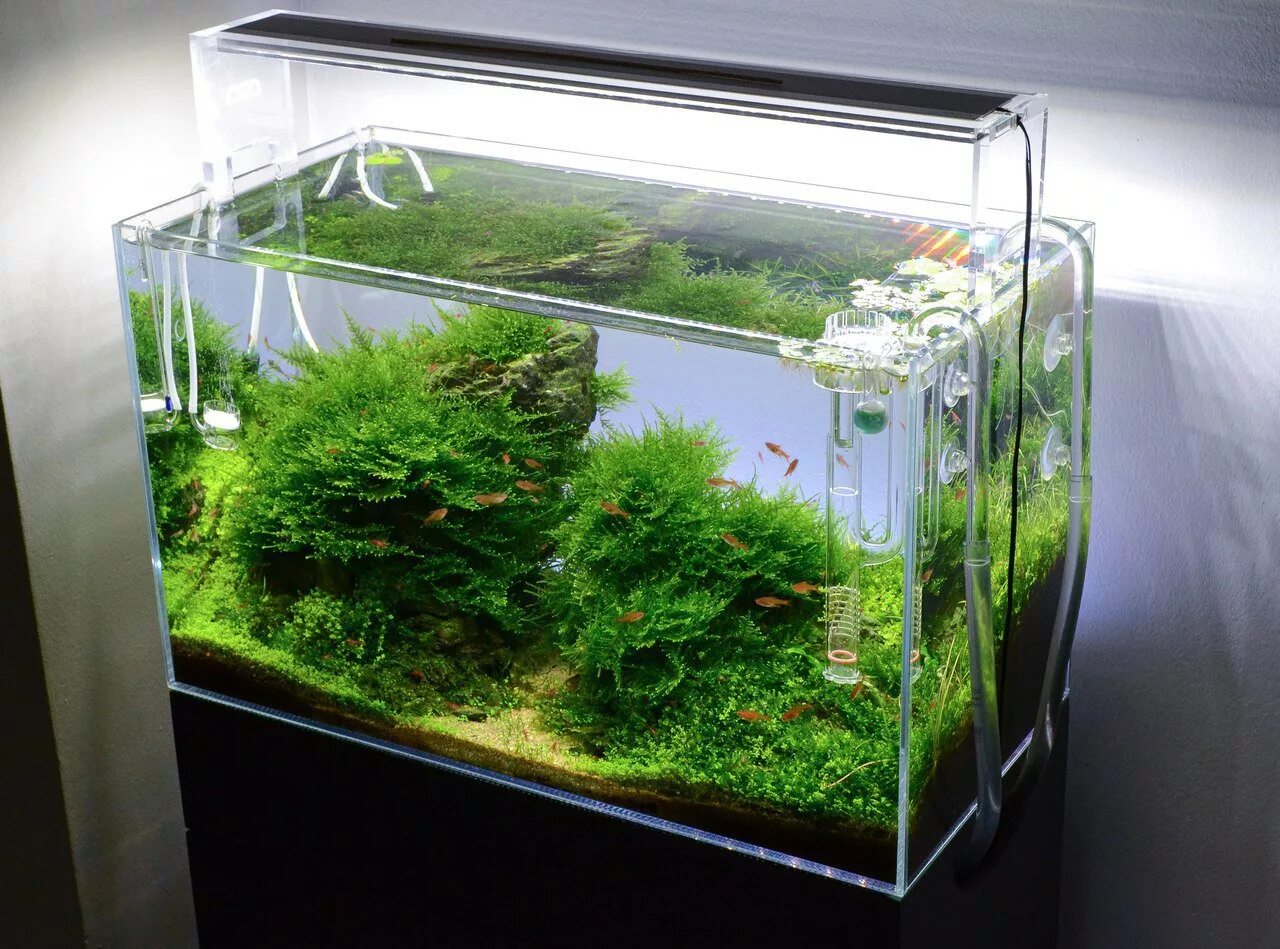 обслуживание аквариумов