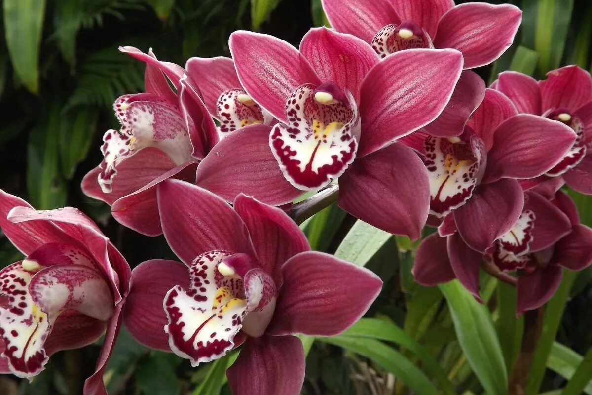 Какие сорта орхидеи. Орхидея Cymbidium. Цветок Цимбидиум. Фаленопсис Цимбидиум. Орхидея Цимбидиум бордо.