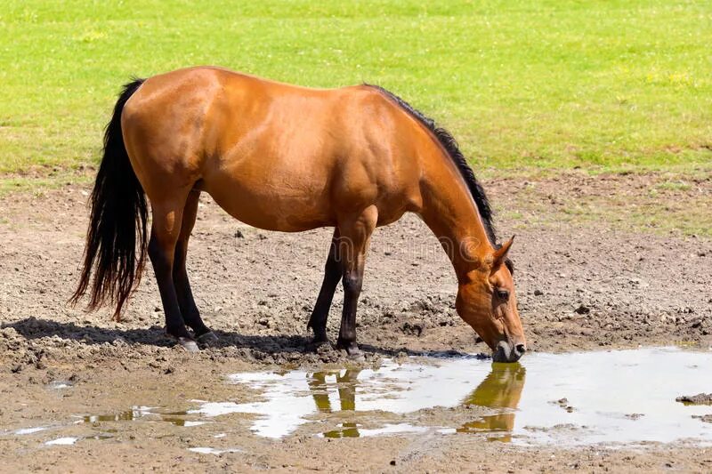 Лошадь пьет воду. Лошадь пьет. Лошадь пьет из ручья. Лошадь с боку.