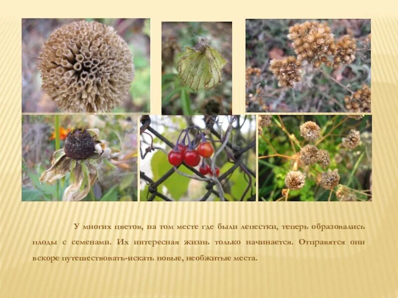 На месте цветов образуются. Растения которые образуют плоды. На месте цветов образуются. Семенное размножение растений. На месте чего образуется плод.