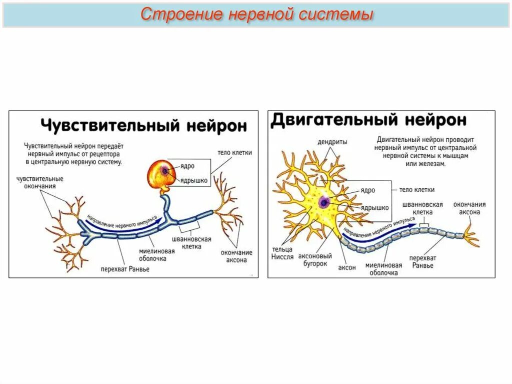 Строение чувствительного нейрона. Схема строения двигательного нейрона. Схема чувствительного и двигательного нейрона. Схема строения чувствительного и двигательного нейронов.