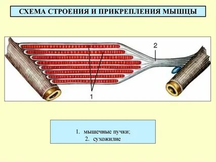 1 строение мышцы