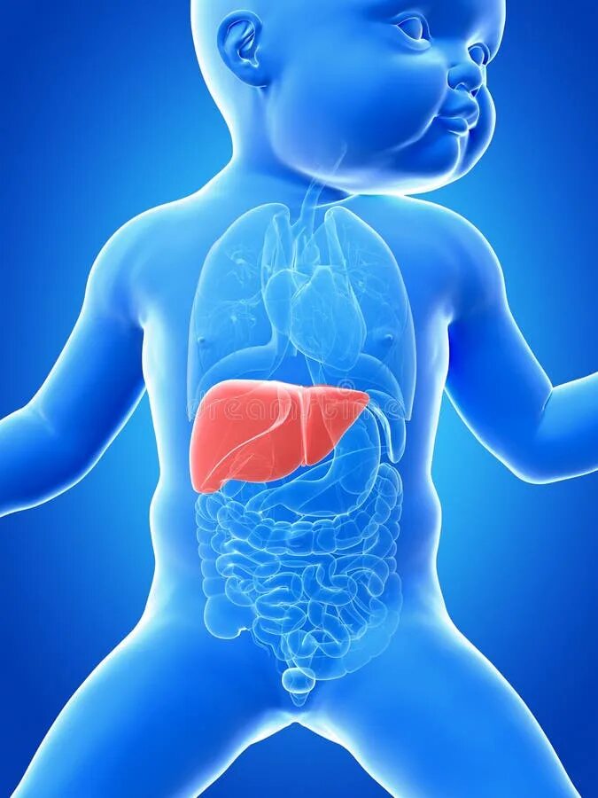 Афо жкт новорожденного. Кишечник у новорожденных. Пищеварительная система грудничка. Жкт младенца. Жкт младенца.